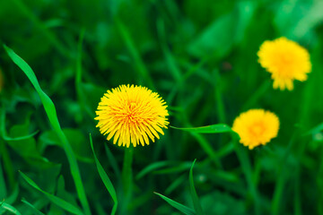 dandelion field. Spring green lawn with yellow dandelion flowers.  Summer Background soft focus