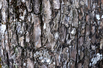 Background with virgin wood. Wood texture, wet wood from Rio de Janeiro Brazil