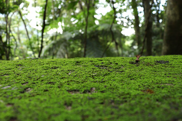 Brazilian natural landscape. Floor with moss, natural background, background for banners about nature, natural support for photo montage