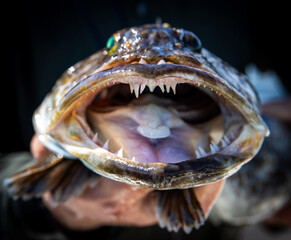 Keeper sized 31 inch Ling Cod caught in Area 10 of the Puget Sound in Washington State