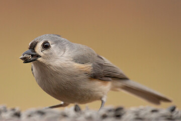 Tufted Titmouse