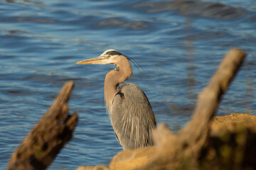Great Blue Heron