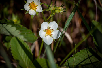 Forest berry flowers in the grass.
