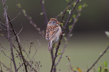Field Sparrow