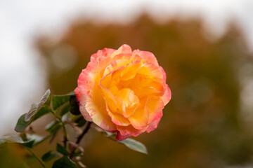 Beautiful live Yellow Pink Rose with nice bokeh background, Rosaceae Rosoideae Rosa, Flower blossom on a plant with green leaves in garden, ready for picking or Valentines Day.