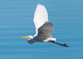 Eastern Great Egret in flight