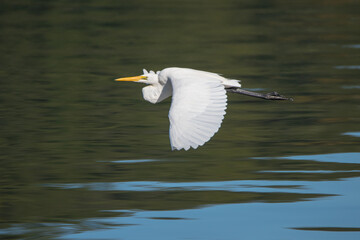 Eastern Great Egret in flight