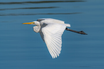 Eastern Great Egret in flight