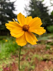 yellow flower
