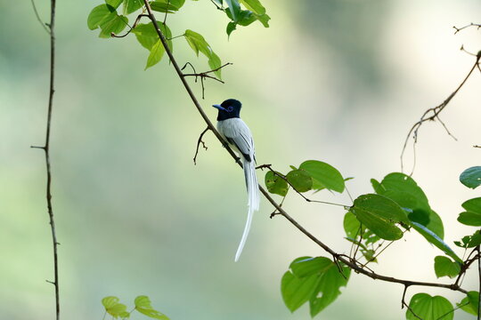 Asian Paradise Flycatcher / This is a wild bird photo that was taken in Malaysia Borneo. 