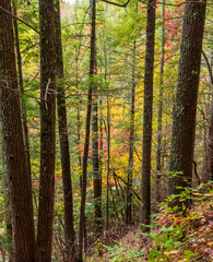 forest woods in the Great Smoky Mountain National Park  in their vibrant autumn  foliage. 