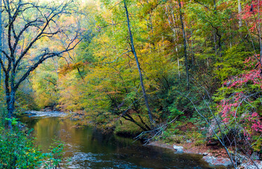 forest woods in the Great Smoky Mountain National Park  in their vibrant autumn  foliage. 