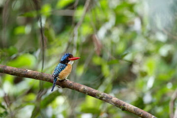 Bornean banded kingfisher / This is a wild bird photo that was taken in Malaysia Borneo.