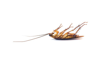 insect cockroach isolated bug macro close up