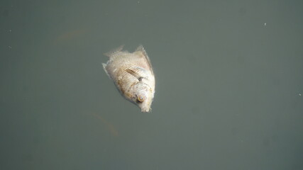 Dead fish floating in the water