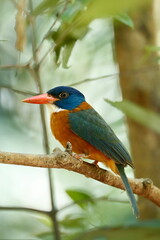 Green backed kingfisher / This is a wild bird photo that was taken in Indonesia Tangkoko Sulawesi. 