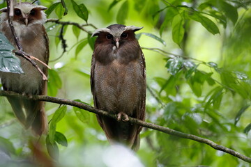Crested Owl/ This is a wild bird photo that was taken in Ecuador sachaloge.