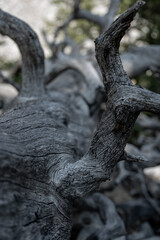 Gray Texture of Fallen Tree Trunk In Dry Desert