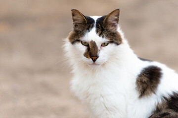 A white cat with a spot on its face. The cat looks at the camera and slightly down.