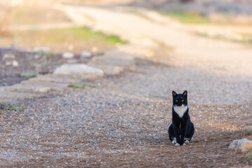 A cat with a white breast sits on a country road. Yellow-eyed cat blocked your way. This cat has an unflattering squint.