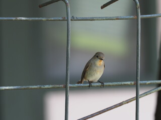 Little female  Hill Blue Flycatcher perch on fence