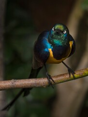 This image shows a beautiful Metallic Starling (Aplonis metallica) bird perching on a branch and looking curiously at the camera.