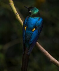 This image features the rear view of a colorful Metallic Starling (Aplonis metallica) bird perched on a lone treetop branch.