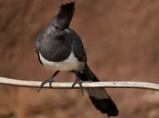 This image shows a beautiful crested white-bellied go-away-bird (Crinifer leucogaster) perched on a branch.