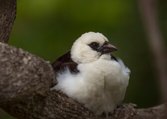 This image shows a Smew (Mergellus albellus) white and black bird perched on wood with ruffled...