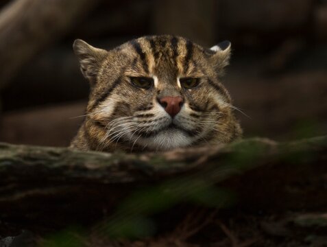 This image shows a cute and sleepy Fishing Cat (Prionailurus viverrinus) resting it's head on a wetlands log.