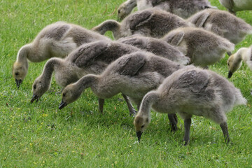 Canada geese adults and chicks in a group brooding situation, where chicks of different ages are mixed together with the parents watching all chicks as a group. Different ages of geese chicks are seen