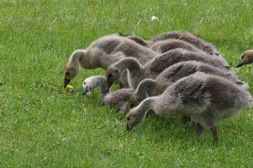 Canada geese adults and chicks in a group brooding situation, where chicks of different ages are mixed together with the parents watching all chicks as a group. Different ages of geese chicks are seen