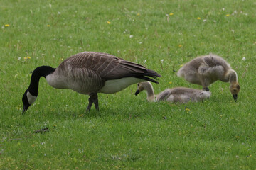 Canada geese adults and chicks in a group brooding situation, where chicks of different ages are mixed together with the parents watching all chicks as a group. Different ages of geese chicks are seen