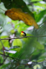 Wire-tailed Manakin/This is a wild bird photo that was taken in Ecuador sachaloge.