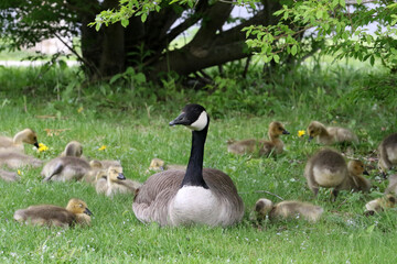 Canada geese adults and chicks in a group brooding situation, where chicks of different ages are mixed together with the parents watching all chicks as a group. Different ages of geese chicks are seen