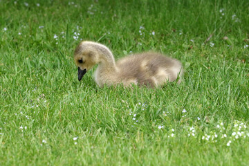 Canada geese adults and chicks in a group brooding situation, where chicks of different ages are mixed together with the parents watching all chicks as a group. Different ages of geese chicks are seen