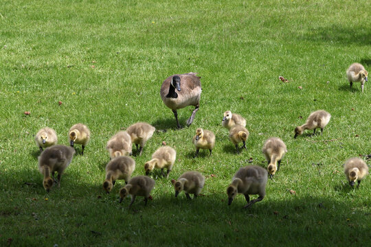 Canada Geese Adults And Chicks In A Group Brooding Situation, Where Chicks Of Different Ages Are Mixed Together With The Parents Watching All Chicks As A Group. Different Ages Of Geese Chicks Are Seen