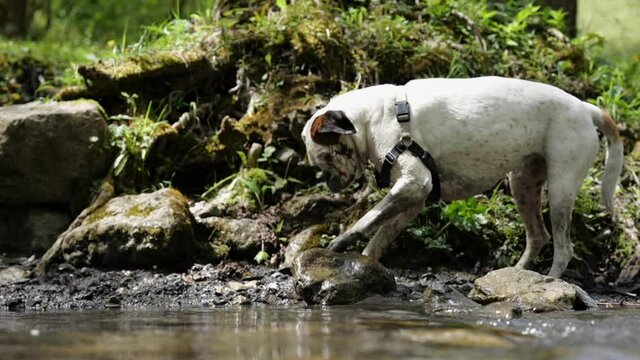 Wet white boxer dog playing with mud. Slow-motion surface level