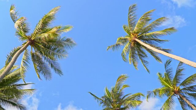 Low angle view of tropical palm trees on a blue clear sky during bright sunny day.