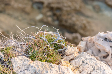 Beautiful juniper on the rocks. The Japanese call it Yamadori. In the light of the setting sun, we admire the natural bonsai on the rocks of Cyprus.