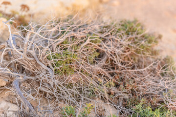 Beautiful juniper on the rocks. The Japanese call it Yamadori. In the light of the setting sun, we admire the natural bonsai on the rocks of Cyprus.
