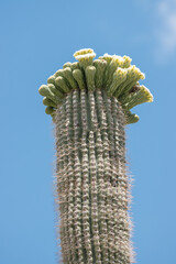 The blossoming crown of a saguaro cactus against a clear blue sky
