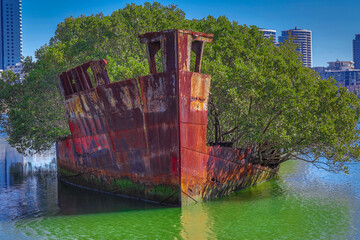 Rusted shipwreck in a mangrove area on Wentworth point Parramatta River NSW Australia 
