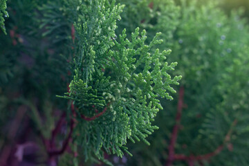 Oriental Arbor-Vitae or Platycladus orientalis leaf with drops after rain falling for background.
