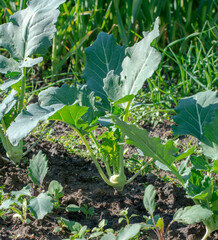 Young kohlrabi growing  in the vegetable garden in the springtime. Close up. Selective focus.