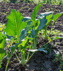 Young kohlrabi growing  in the vegetable garden in the springtime. Close up. Selective focus.
