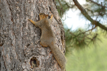 Red fox squirrel climbing trunk of pine tree and hanging on to bark - obrazy, fototapety, plakaty