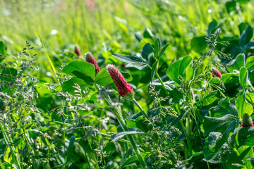 Blooming  Trifolium incarnatum also known as crimson clover or Italian clover. Close up. Detail. Selective focus.