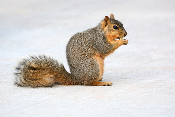 Urban Red fox squirrel eating and nibbling morsel on sidewalk
