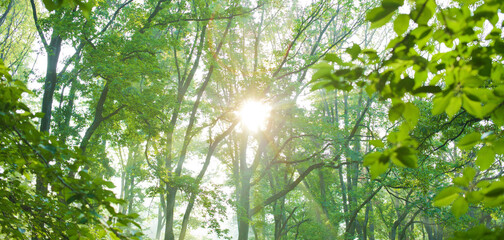 morning forest